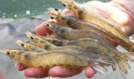 国内养殖虾爆料案件最新,揭秘国内养殖行业最新爆料事件