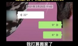 网友爆料流浪狗视频,街头流浪狗生存现状引关注